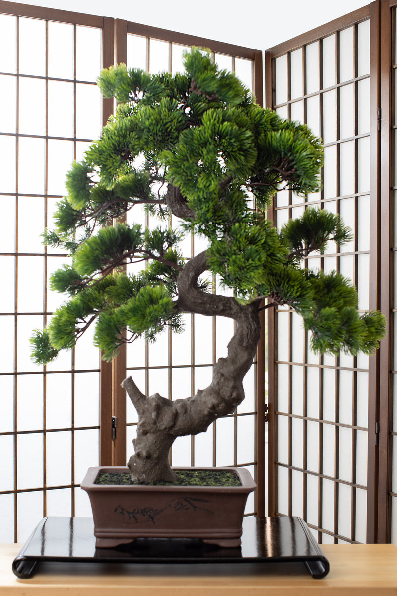 A-BONSAI Moyogi Goyomatsu Big（高80cm） – J-和インターナショナルストア