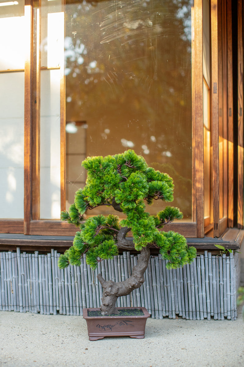 A-BONSAI Moyogi Goyomatsu Big（高80cm）