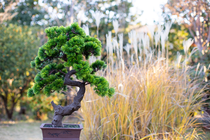 large outdoor artificial bonsai tree A-BONSAI Moyogi Goyomatsu Big (80cm) – J-和インターナショナルストア