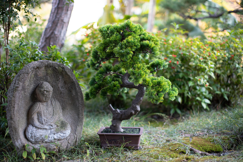 A-BONSAI Moyogi Goyomatsu Big（高80cm） – J-和インターナショナルストア